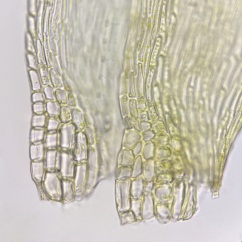 Callicladium haldanianum